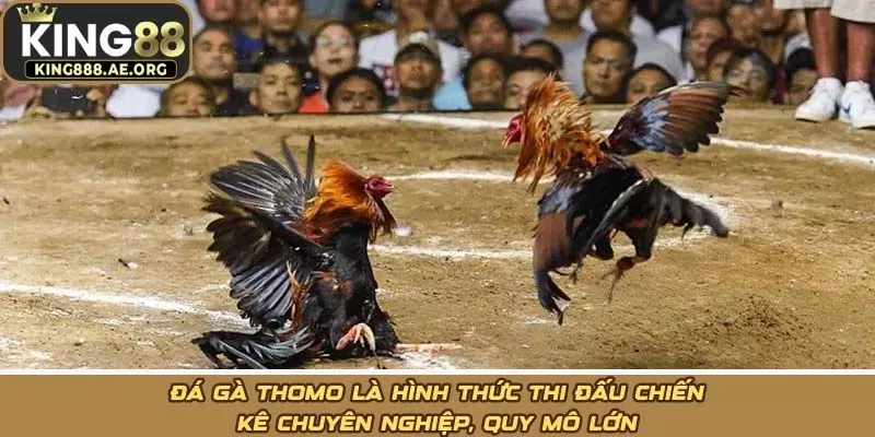 Đá gà Thomo là hình thức thi đấu chiến kê chuyên nghiệp, quy mô lớn Đá gà Thomo là hình thức thi đấu chiến kê chuyên nghiệp, quy mô lớn