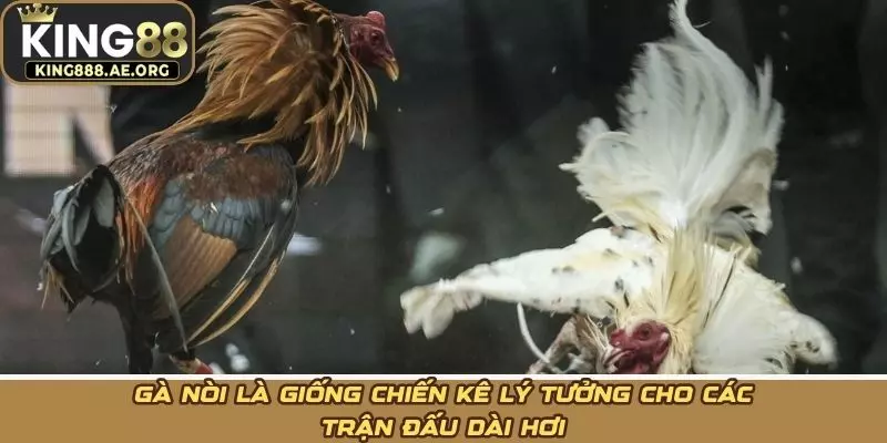 Gà nòi là giống chiến kê lý tưởng cho các trận đấu dài hơi Gà nòi là giống chiến kê lý tưởng cho các trận đấu dài hơi
