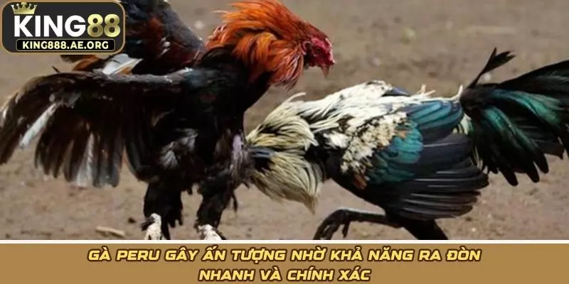 Gà Peru gây ấn tượng nhờ khả năng ra đòn nhanh và chính xác Gà Peru gây ấn tượng nhờ khả năng ra đòn nhanh và chính xác