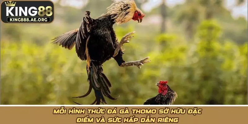 Mỗi hình thức đá gà Thomo sở hữu đặc điểm và sức hấp dẫn riêng Mỗi hình thức đá gà Thomo sở hữu đặc điểm và sức hấp dẫn riêng