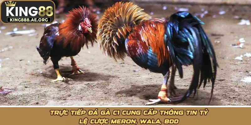Trực tiếp đá gà C1 cung cấp thông tin tỷ lệ cược Meron, Wala, BDD Trực tiếp đá gà C1 cung cấp thông tin tỷ lệ cược Meron, Wala, BDD