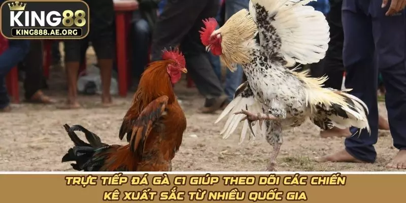 Trực tiếp đá gà C1 giúp theo dõi các chiến kê xuất sắc từ nhiều quốc gia Trực tiếp đá gà C1 giúp theo dõi các chiến kê xuất sắc từ nhiều quốc gia